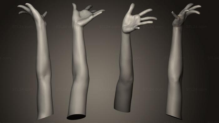 Анатомия скелеты и черепа (Поза женской Руки 8, ANTM_0074) 3D модель для ЧПУ станка